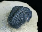 Bargain Reedops Trilobite - Inches #6115-3